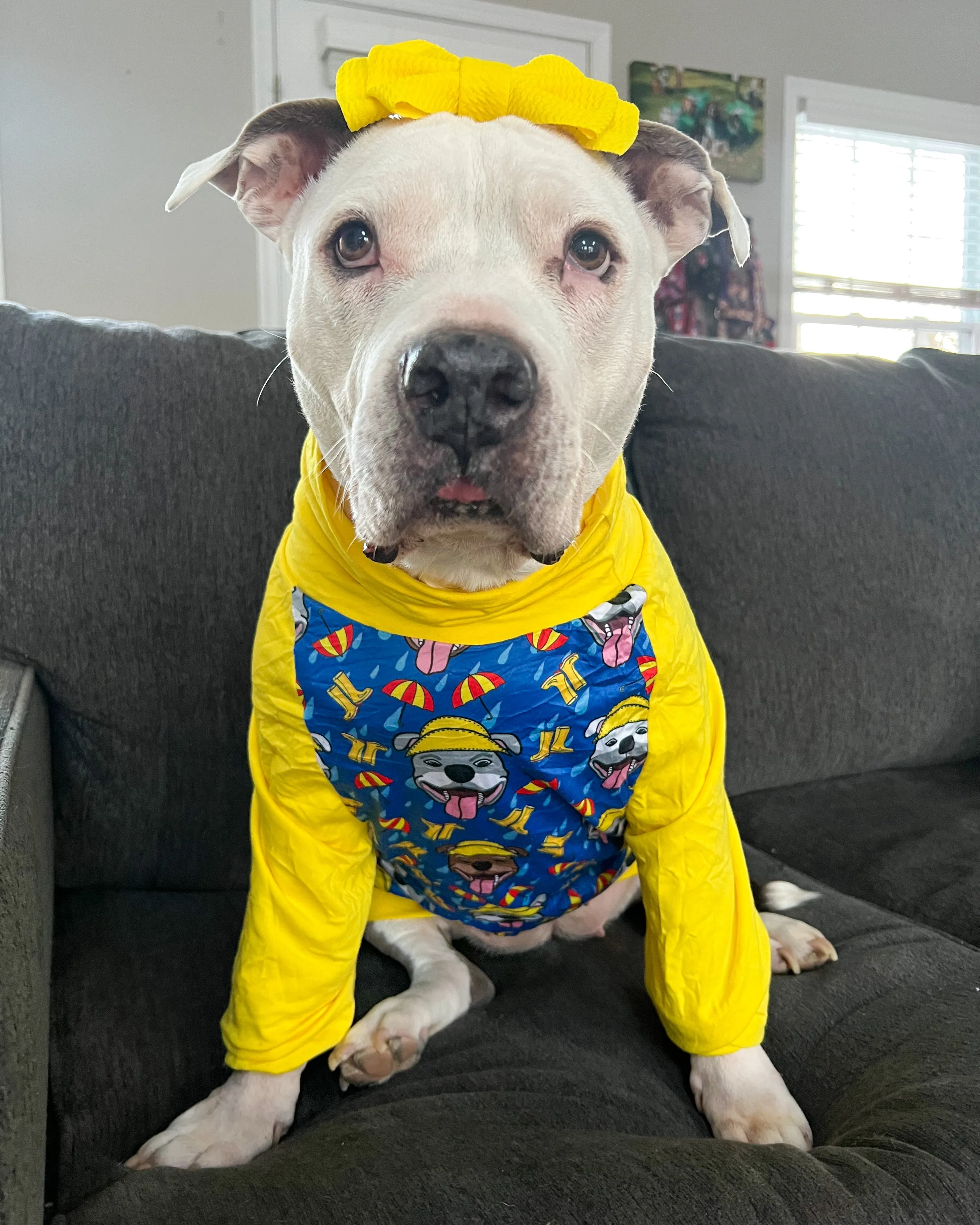 Pitties in the Rain - PAWJama with Yellow Trim/Sleeves